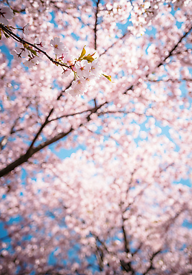 JPG 편집이미지 분홍색 잎 사람없음 봄풍경 나뭇가지 벚나무 편집실사 AI포토 AI콘텐츠 나무 식물 컬러 풍경 봄 벚꽃 CG 파일형식