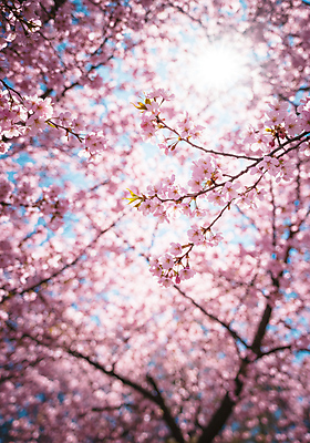 JPG 편집이미지 분홍색 잎 사람없음 햇빛 봄풍경 나뭇가지 벚나무 편집실사 AI포토 AI콘텐츠 나무 식물 컬러 풍경 태양 봄 벚꽃 CG 파일형식