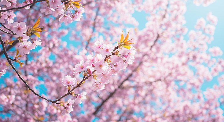 JPG 편집이미지 분홍색 나뭇잎 사람없음 봄풍경 나뭇가지 벚나무 편집실사 AI포토 AI콘텐츠 나무 컬러 잎 풍경 봄 벚꽃 CG 파일형식