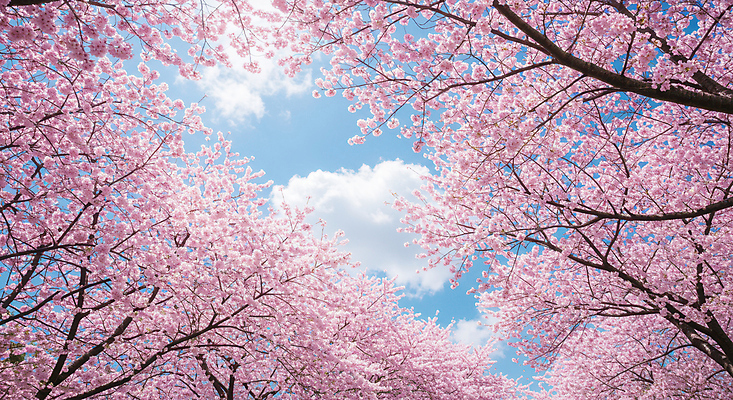 JPG 구름 편집이미지 분홍색 하늘 사람없음 봄풍경 나뭇가지 벚나무 편집실사 AI포토 AI콘텐츠 자연요소 나무 컬러 풍경 봄 벚꽃 CG 파일형식