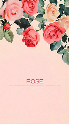 PSD 디자인 분홍색 백그라운드 잎 일러스트 사람없음 장미 빈티지 클래식 카피스페이스 국내일러스트 식물 꽃 컬러 컨셉 공백 파일형식