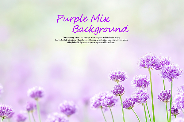 PSD 편집이미지 백그라운드 사람없음 보라색 질감 알리움 이미지편집 꽃 컬러 파일형식