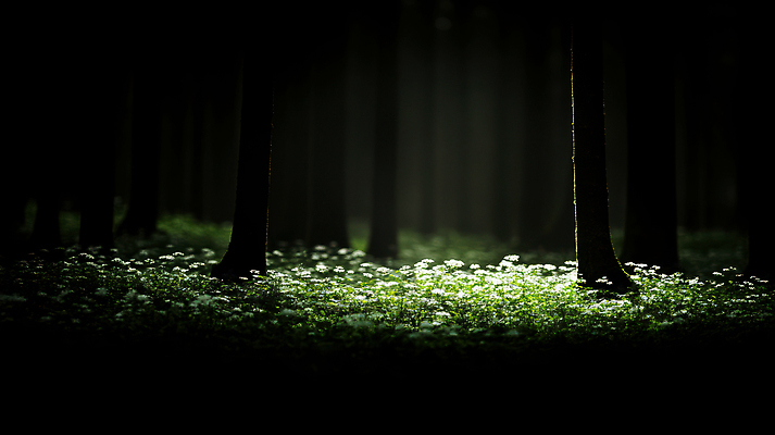 JPG 나무 편집이미지 꽃밭 자연 사람없음 빛 어둠 봄 야간 숲속 풀꽃 편집실사 AI포토 AI콘텐츠 자연요소 식물 계절 꽃 숲 CG 생태계 파일형식