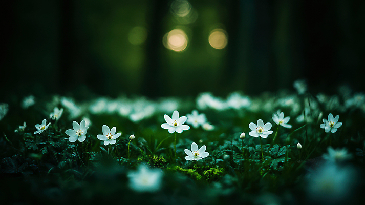 JPG 나무 편집이미지 꽃밭 자연 사람없음 어둠 봄 야간 숲속 보케 풀꽃 편집실사 AI포토 AI콘텐츠 자연요소 식물 계절 꽃 숲 CG 생태계 파일형식