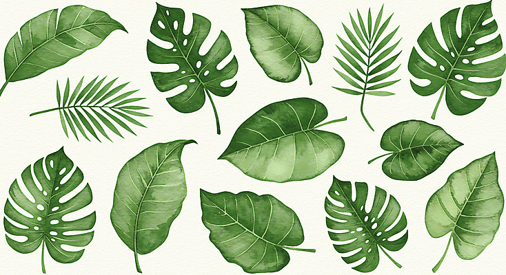 JPG 잎 일러스트 수채화 사람없음 초록색 배열 몬스테라 보테니컬아트 국내일러스트 AI일러스트 AI콘텐츠 식물 컬러 파일형식