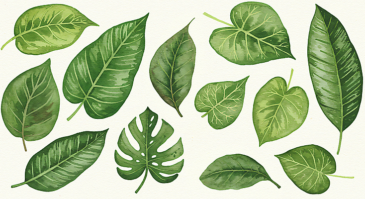 JPG 잎 일러스트 사람없음 초록색 배열 몬스테라 보테니컬아트 국내일러스트 AI일러스트 AI콘텐츠 식물 컬러 파일형식