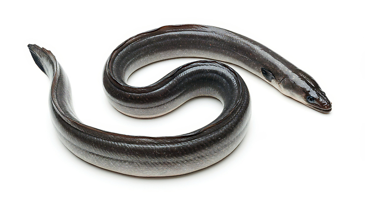 JPG 편집이미지 한마리 사람없음 신선 장어 해산물 편집실사 AI포토 AI콘텐츠 1 어류 CG 파일형식