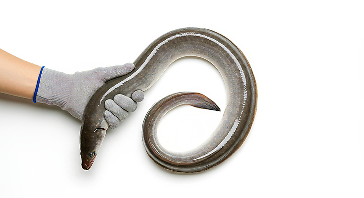 JPG 편집이미지 한마리 손 신체부위 신선 잡기 장어 해산물 목장갑 편집실사 AI인물포토 AI콘텐츠 1 장갑 모션 어류 사람 CG 파일형식 AI포토