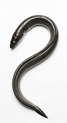 JPG 편집이미지 한마리 사람없음 신선 장어 해산물 편집실사 AI포토 AI콘텐츠 1 어류 CG 파일형식