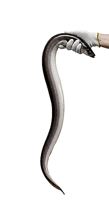 JPG 편집이미지 한마리 손 신체부위 신선 잡기 장어 해산물 목장갑 편집실사 AI인물포토 AI콘텐츠 1 장갑 모션 어류 사람 CG 파일형식 AI포토