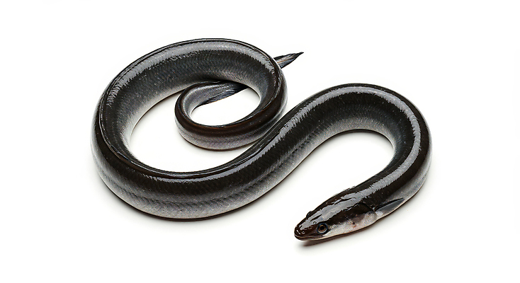 JPG 편집이미지 한마리 사람없음 신선 장어 해산물 꽈리 편집실사 AI포토 AI콘텐츠 1 어류 CG 파일형식