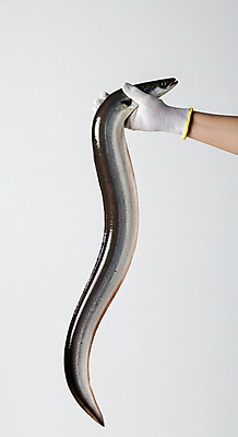 JPG 편집이미지 한마리 손 신체부위 신선 잡기 장어 해산물 목장갑 편집실사 AI인물포토 AI콘텐츠 1 장갑 모션 어류 사람 CG 파일형식 AI포토