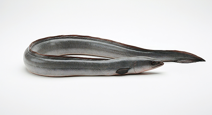 JPG 편집이미지 한마리 사람없음 신선 장어 해산물 편집실사 AI포토 AI콘텐츠 1 어류 CG 파일형식