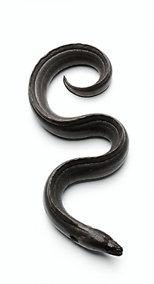 JPG 편집이미지 한마리 사람없음 신선 장어 해산물 편집실사 AI포토 AI콘텐츠 1 어류 CG 파일형식