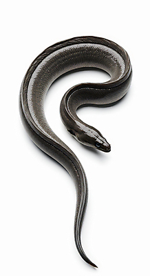 JPG 편집이미지 한마리 사람없음 신선 장어 해산물 편집실사 AI포토 AI콘텐츠 1 어류 CG 파일형식