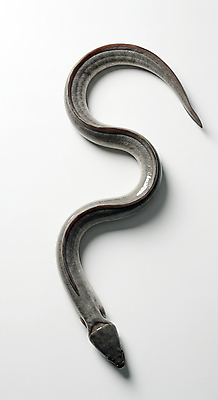 JPG 편집이미지 한마리 사람없음 신선 장어 해산물 편집실사 AI포토 AI콘텐츠 1 어류 CG 파일형식