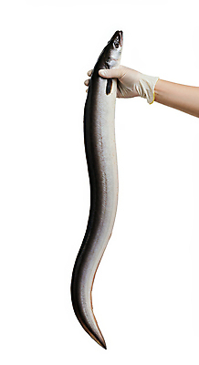 JPG 편집이미지 한마리 손 신체부위 신선 잡기 장어 해산물 위생장갑 라텍스 편집실사 AI인물포토 AI콘텐츠 1 장갑 모션 어류 사람 CG 파일형식 AI포토