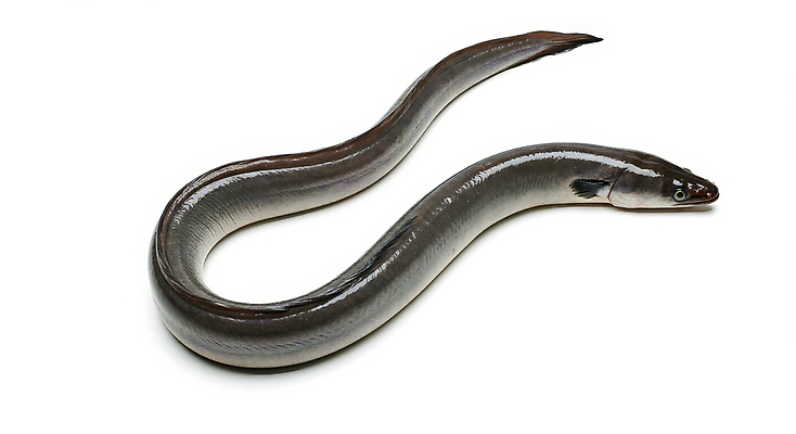 JPG 편집이미지 한마리 사람없음 신선 장어 해산물 편집실사 AI포토 AI콘텐츠 1 어류 CG 파일형식