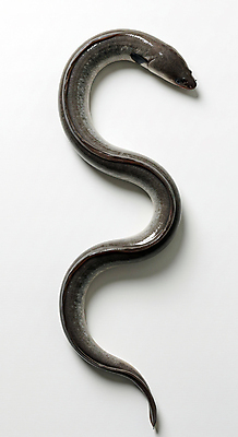 JPG 편집이미지 한마리 사람없음 신선 장어 해산물 편집실사 AI포토 AI콘텐츠 1 어류 CG 파일형식