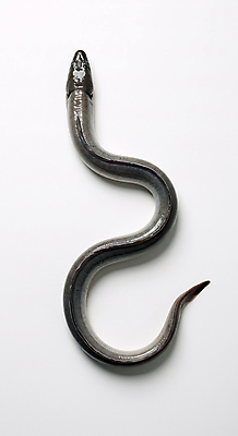 JPG 편집이미지 한마리 사람없음 신선 장어 해산물 편집실사 AI포토 AI콘텐츠 1 어류 CG 파일형식