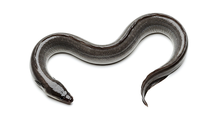 JPG 편집이미지 한마리 사람없음 신선 장어 해산물 편집실사 AI포토 AI콘텐츠 1 어류 CG 파일형식