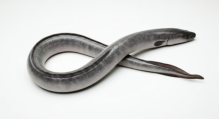 JPG 편집이미지 한마리 사람없음 신선 장어 해산물 꽈리 편집실사 AI포토 AI콘텐츠 1 어류 CG 파일형식