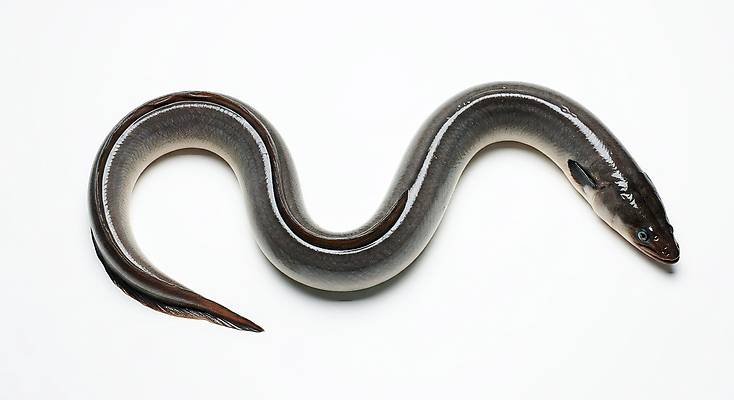 JPG 편집이미지 한마리 사람없음 신선 장어 해산물 편집실사 AI포토 AI콘텐츠 1 어류 CG 파일형식