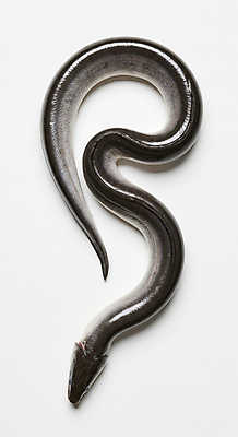 JPG 편집이미지 한마리 사람없음 신선 장어 해산물 편집실사 AI포토 AI콘텐츠 1 어류 CG 파일형식