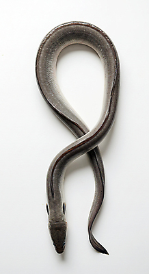 JPG 편집이미지 한마리 사람없음 신선 장어 해산물 꽈리 편집실사 AI포토 AI콘텐츠 1 어류 CG 파일형식