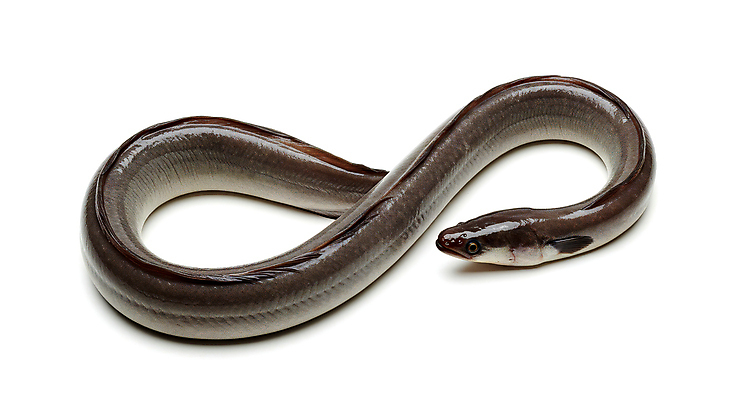 JPG 편집이미지 한마리 사람없음 신선 장어 해산물 꽈리 편집실사 AI포토 AI콘텐츠 1 어류 CG 파일형식