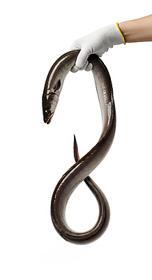 JPG 편집이미지 한마리 손 신체부위 신선 잡기 장어 해산물 꽈리 목장갑 편집실사 AI인물포토 AI콘텐츠 1 장갑 모션 어류 사람 CG 파일형식 AI포토