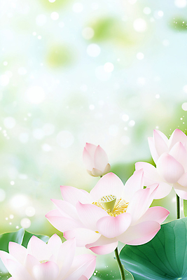 JPG 편집이미지 불교 자연 연꽃 풍경 사람없음 연두색 빛 부처님오신날 연잎 보케 편집실사 AI포토 AI콘텐츠 기념일 꽃 종교 잎 초록색 CG 생태계 파일형식