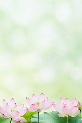 JPG 편집이미지 불교 자연 연꽃 풍경 사람없음 연두색 햇빛 부처님오신날 연잎 편집실사 AI포토 AI콘텐츠 기념일 꽃 종교 잎 초록색 태양 CG 생태계 파일형식