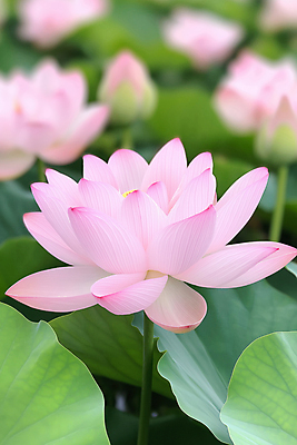 JPG 편집이미지 분홍색 불교 자연 연꽃 풍경 사람없음 초록색 부처님오신날 연잎 편집실사 AI포토 AI콘텐츠 기념일 꽃 종교 컬러 잎 CG 생태계 파일형식