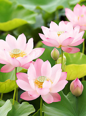 JPG 편집이미지 분홍색 불교 자연 연꽃 풍경 사람없음 부처님오신날 연잎 꽃봉오리 편집실사 AI포토 AI콘텐츠 기념일 꽃 종교 컬러 잎 CG 생태계 파일형식