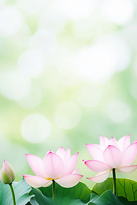 JPG 편집이미지 불교 자연 연꽃 풍경 사람없음 연두색 햇빛 부처님오신날 연잎 꽃봉오리 보케 편집실사 AI포토 AI콘텐츠 기념일 꽃 종교 잎 초록색 태양 CG 생태계 파일형식