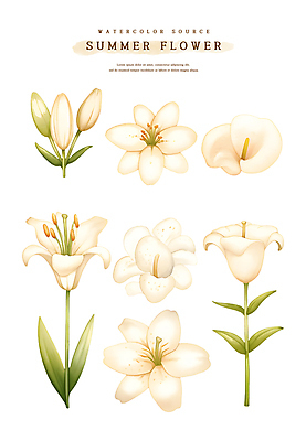 PSD 스티커 잎 일러스트 여름꽃 수채화 사람없음 흰색 백합 꽃봉오리 엘리먼트 국내일러스트 식물 꽃 컬러 파일형식 여름_계절