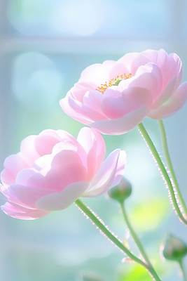 JPG 편집이미지 분홍색 여러송이 사람없음 햇빛 로맨틱 분위기 꽃봉오리 감성 편집실사 AI포토 AI콘텐츠 꽃 컬러 다수 컨셉 태양 CG 파일형식