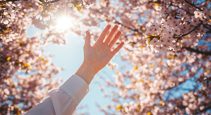 JPG 편집이미지 손 휴식 신체부위 햇빛 봄풍경 벚꽃 벚나무 감성 편집실사 AI인물포토 AI콘텐츠 나무 꽃 컨셉 사람 풍경 태양 봄 CG 파일형식 AI포토