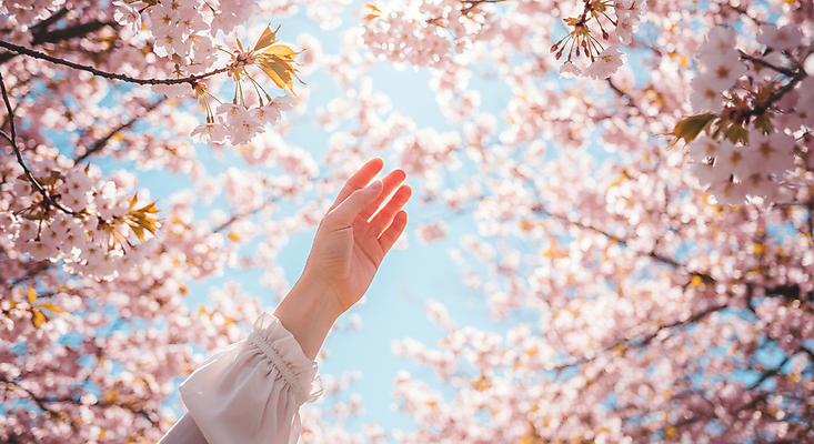 JPG 편집이미지 손 휴식 신체부위 햇빛 봄풍경 벚꽃 벚나무 감성 편집실사 AI인물포토 AI콘텐츠 나무 꽃 컨셉 사람 풍경 태양 봄 CG 파일형식 AI포토