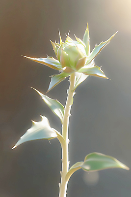 JPG 편집이미지 잎 사람없음 빛 어둠 가시 신비 꽃봉오리 감성 편집실사 AI포토 AI콘텐츠 식물 꽃 컨셉 CG 파일형식