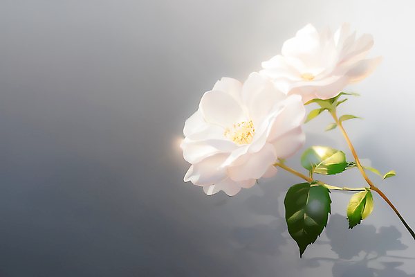 JPG 편집이미지 꽃 잎 그림자 사람없음 빛 어둠 신비 감성 편집실사 AI포토 AI콘텐츠 식물 컨셉 CG 파일형식