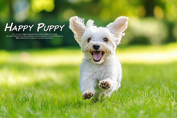 PSD 편집이미지 한마리 행복 잔디 초원 사람없음 연두색 달리기 귀여움 산책 말티즈 강아지 이미지편집 식물 1 감정 컨셉 모션 휴식 초록색 반려동물 개 파일형식