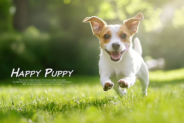 PSD 편집이미지 한마리 행복 잔디 초원 사람없음 연두색 달리기 햇빛 귀여움 산책 강아지 잭러셀테리어 이미지편집 식물 1 감정 컨셉 모션 휴식 초록색 반려동물 태양 개 테리어 파일형식