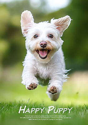 PSD 편집이미지 한마리 행복 잔디 초원 사람없음 연두색 달리기 귀여움 산책 말티즈 강아지 이미지편집 식물 1 감정 컨셉 모션 휴식 초록색 반려동물 개 파일형식