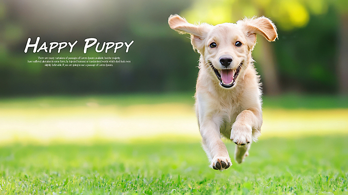 PSD 편집이미지 한마리 행복 잔디 초원 사람없음 연두색 달리기 귀여움 산책 골든리트리버 강아지 이미지편집 식물 1 감정 컨셉 모션 휴식 초록색 반려동물 개 리트리버 파일형식