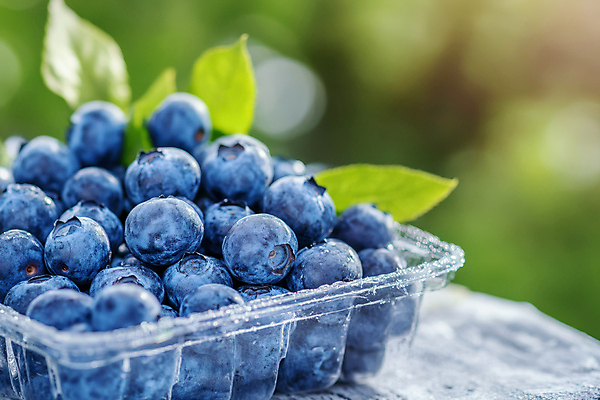 JPG 편집이미지 잎 사람없음 파란색 물방울 신선 블루베리 싱그러움 플라스틱통 편집실사 AI포토 AI콘텐츠 식물 컬러 과일 통 플라스틱 CG 파일형식