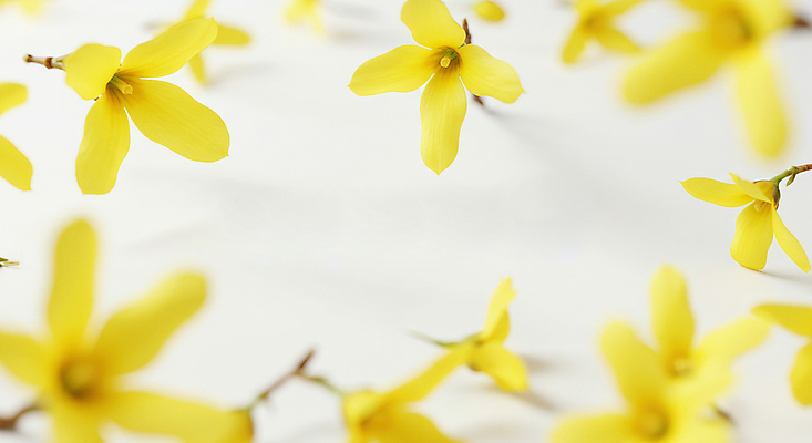 JPG 편집이미지 꽃백그라운드 봄꽃 사람없음 노란색 개나리 꽃프레임 편집실사 AI포토 AI콘텐츠 꽃 컬러 백그라운드 프레임 봄 CG 파일형식