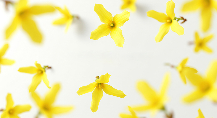 JPG 편집이미지 꽃백그라운드 봄꽃 사람없음 노란색 개나리 꽃프레임 편집실사 AI포토 AI콘텐츠 꽃 컬러 백그라운드 프레임 봄 CG 파일형식