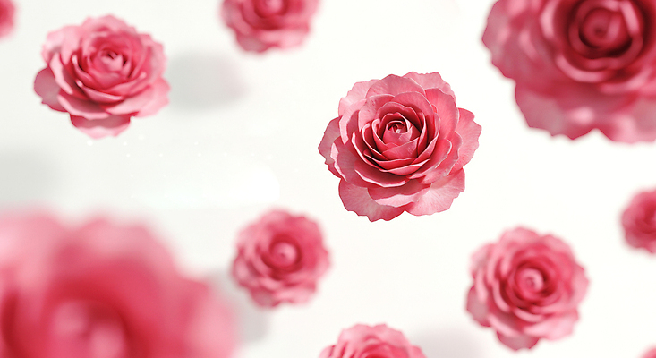 JPG 편집이미지 분홍색 꽃백그라운드 봄꽃 사람없음 장미 꽃프레임 편집실사 AI포토 AI콘텐츠 꽃 컬러 백그라운드 프레임 봄 CG 파일형식